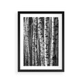 Plakat w ramie 30x40 - Kontrast Monochromatyczny - brzozy, czarno - rama czarna
