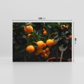 Obraz na płótnie 120x80 - Mandarynki na Drzewku - Owoce Pory Roku - mandarynki, drzewko