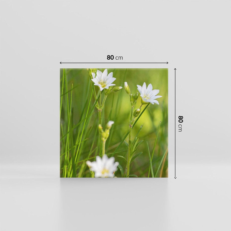 Obraz na płótnie 80x80 - Kolorowa łąka - stokrotki, łąka