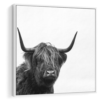 Obraz w ramie 50x50 - Moc i Spokój - amerykańskie bydło, byk - rama biała