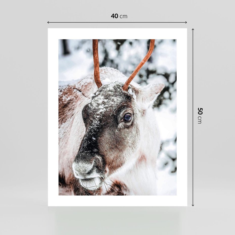 Plakat bez ramy 40x50 - Renifer w Zimowej Krainie - renifer, zima