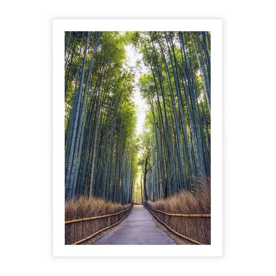 Plakat bez ramy 21x30 - Urokliwa dróżka w lesie - las, dróżka