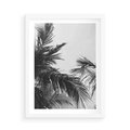 Plakat w ramie 50x70 - Palmy w Monochromii - palmy, tropikalne palmy - rama biała