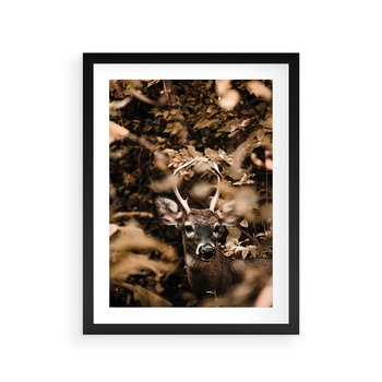 Plakat w ramie 50x70 - Jesienny Jeleń w Lesie - jeleń, w lesie - rama czarna