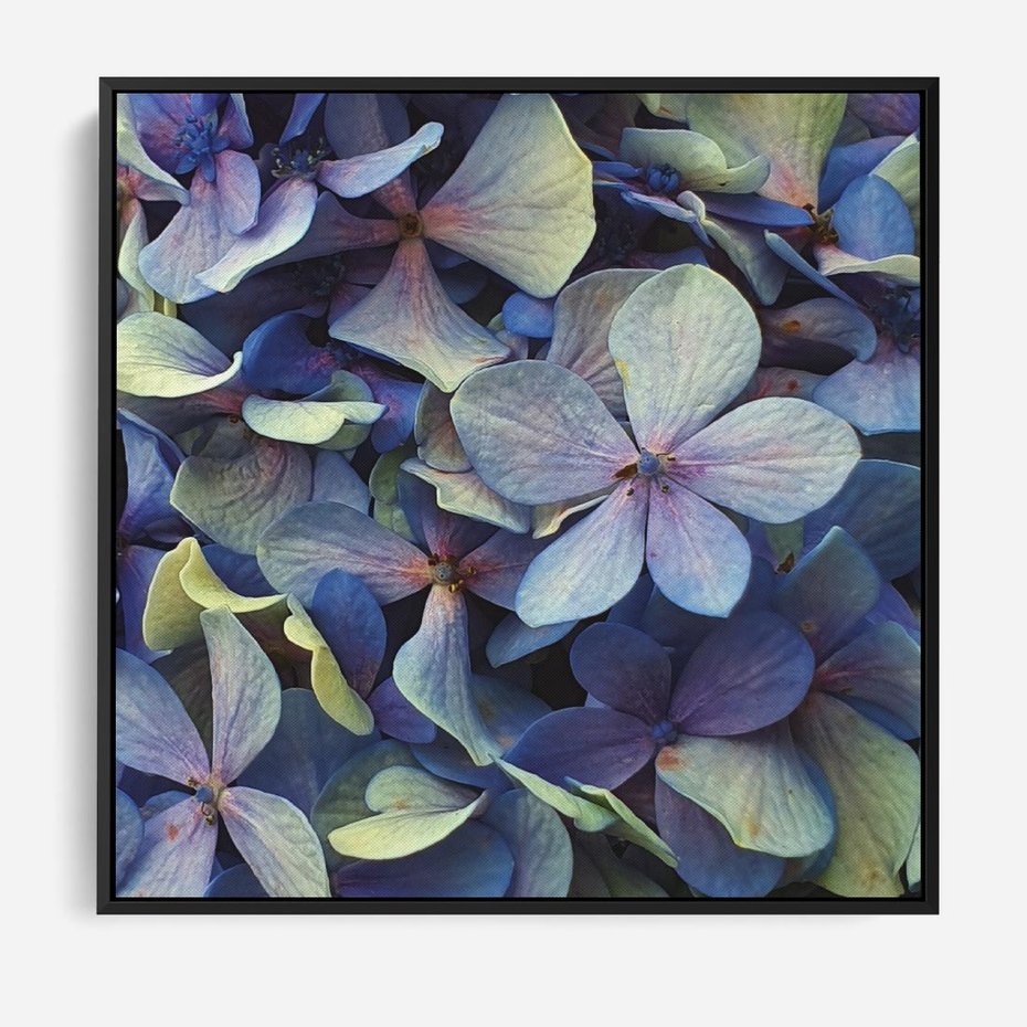 Obraz w ramie 50x50 - Hortensja - delikatność kwiatów - hortensja, kwiaty - rama czarna