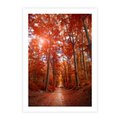 Plakat bez ramy 30x40 - Magia jesiennego lasu - las, jesień