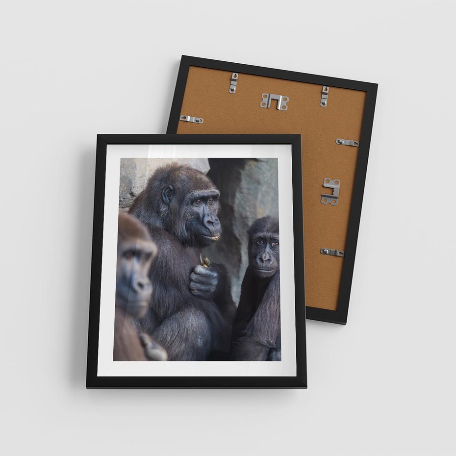 Plakat w ramie 40x50 - Małpy w ich naturalnym środowisku - małpy, szympansy - rama czarna