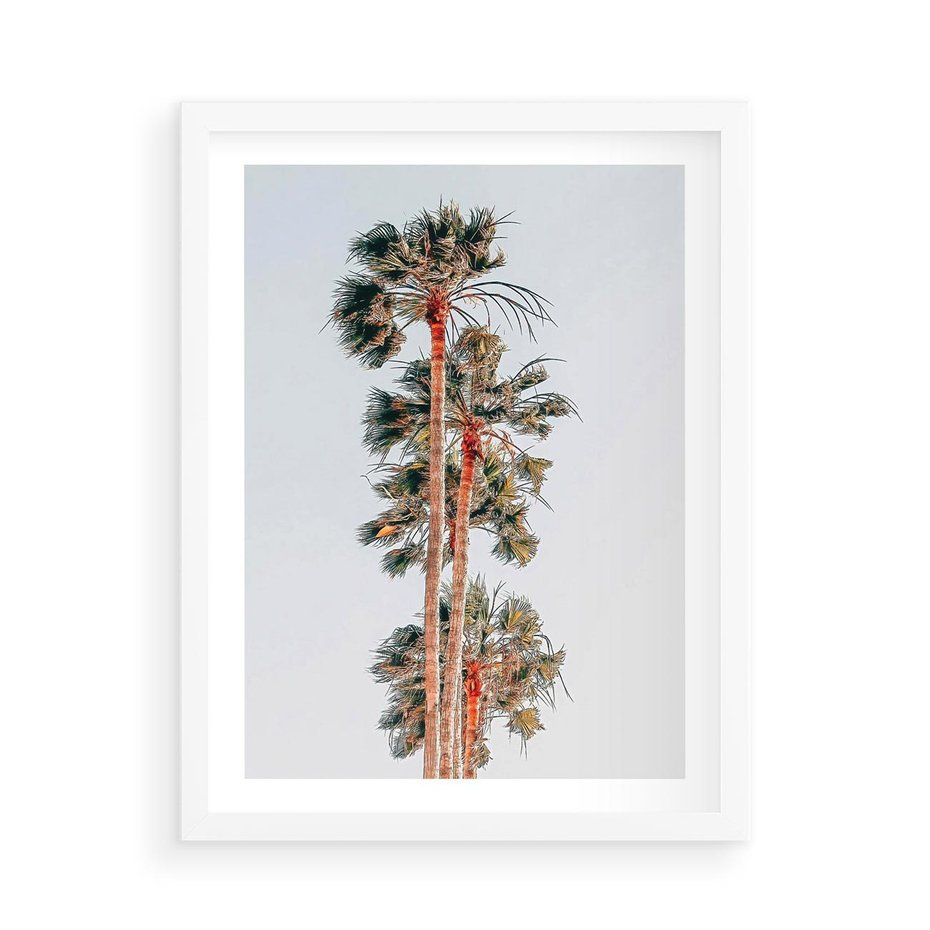 Plakat w ramie 50x70 - Kształty Palm - palmy, zdjęcie - rama biała