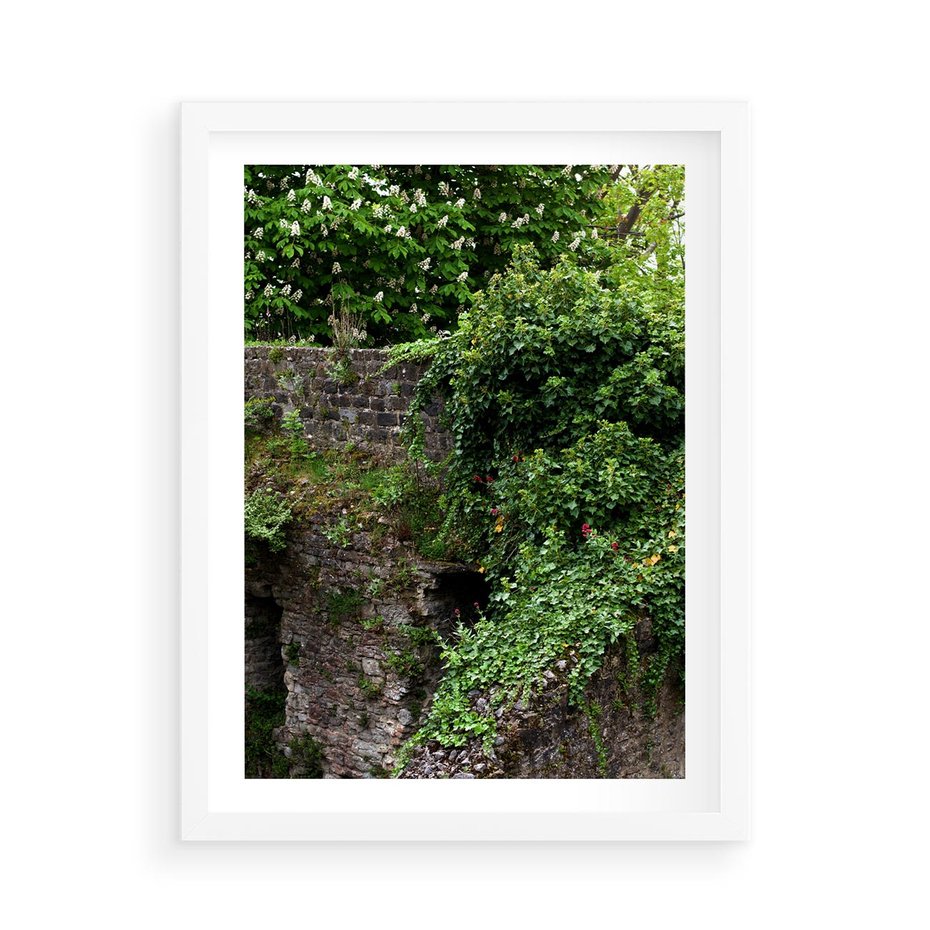 Plakat w ramie 50x70 - Żywiołowa Zieleń - mur, liście - rama biała