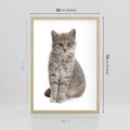 Plakat w ramie 50x70 - Kocie uroki na płótnie - kot, kotek - rama drewno