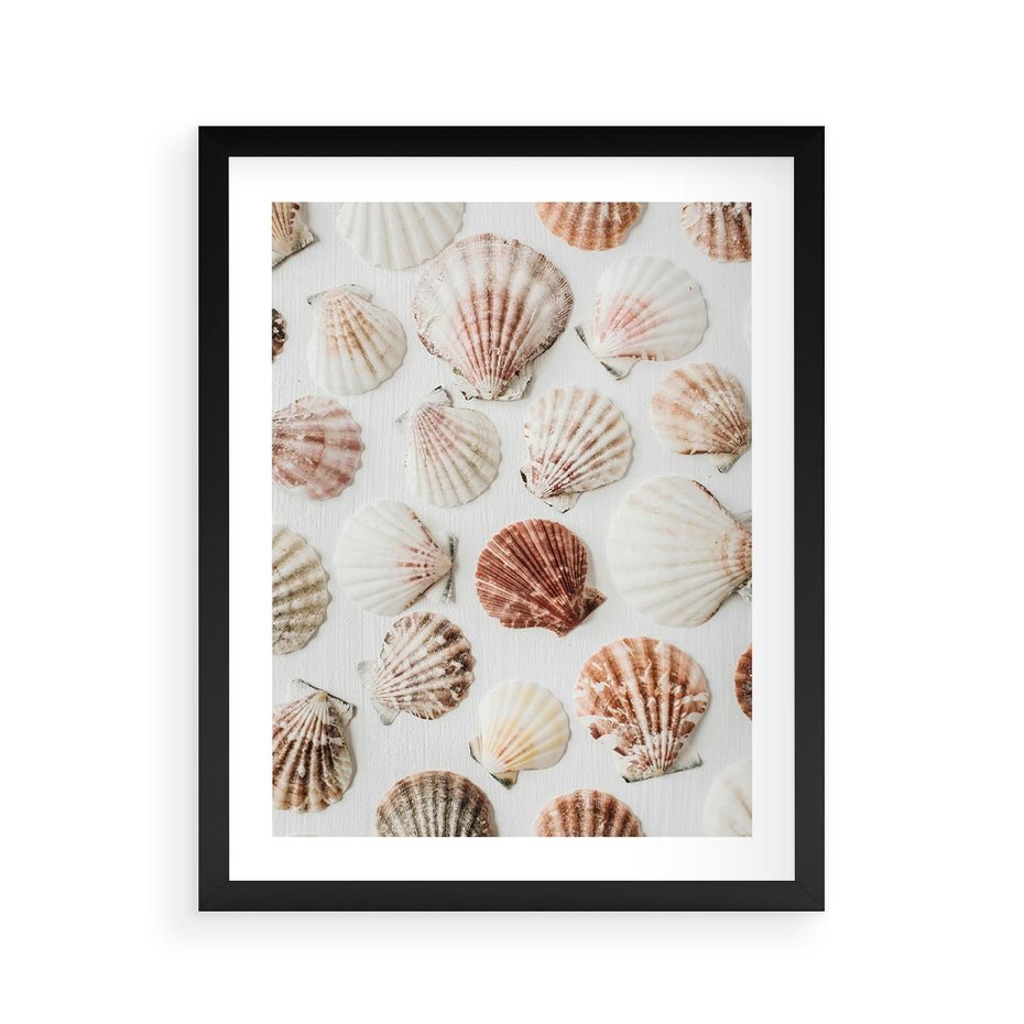 Plakat w ramie 40x50 - Morska Delikatność: Muszelki na Białym Tle - kompozycja, morskie muszelki na białym tle - rama czarna