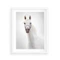 Plakat w ramie 40x50 - Elegancja białego konia - biały, koń - rama biała