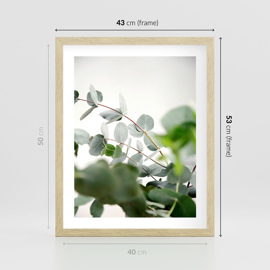 Plakat w ramie 40x50 - Zielony Świat Eukaliptusa - eukaliptus, fotografia - rama drewno