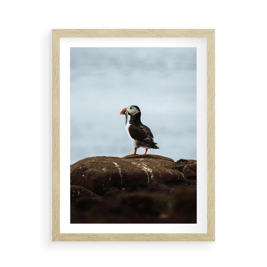 Plakat w ramie 50x70 - Portret Ptaka Morskiego - maskonur, ptak - rama drewno