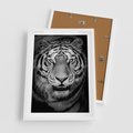 Plakat w ramie 50x70 - Tygrys Czarno-Biały: Siła i Delikatność - tygrys, czarno - rama biała