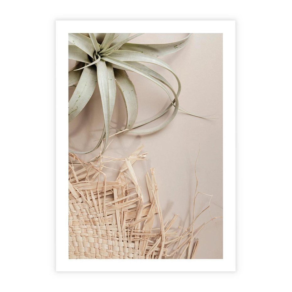 Plakat bez ramy 30x40 - Aloes w Stylu Boho - kompozycja, wiklina