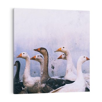 Obraz na płótnie 40x40 - Spotkanie Wśród Piór - uchwycony moment, fotografia