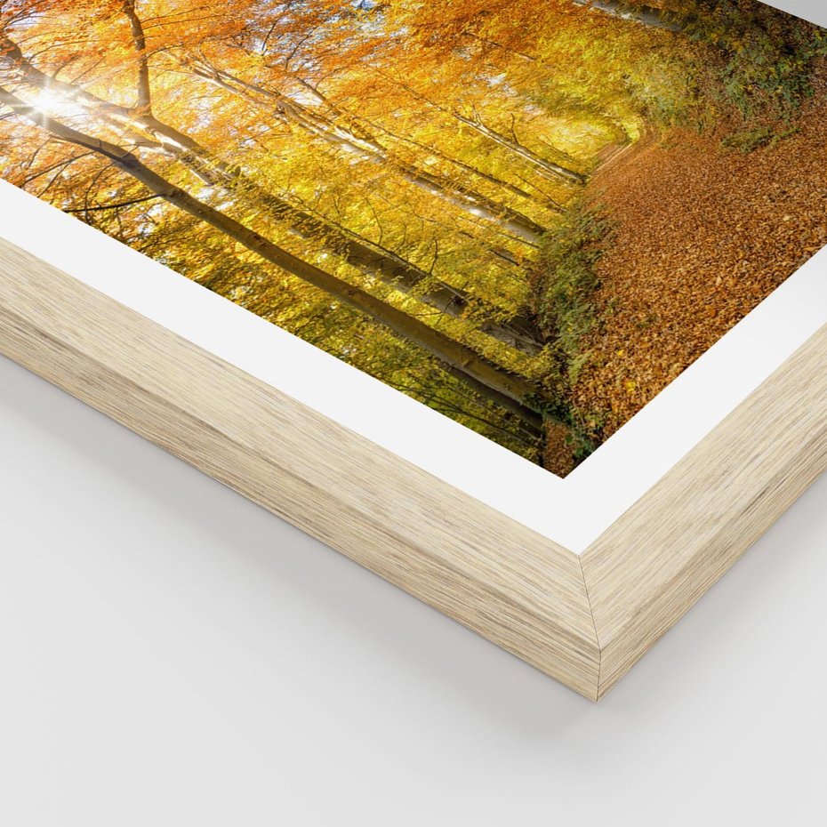 Plakat w ramie 30x40 - Złote barwy jesiennego lasu - las, jesień - rama drewno