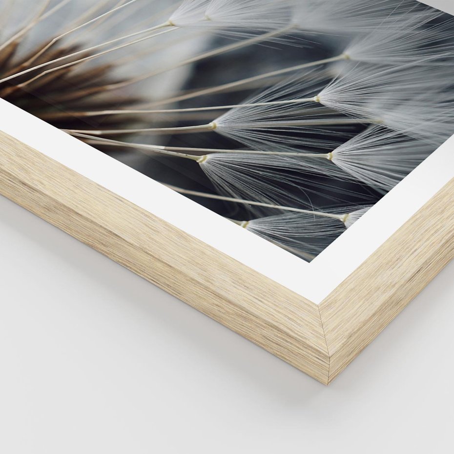 Plakat w ramie 40x50 - Dmuchawce w Naturze - dmuchawiec, zbliżenie - rama drewno