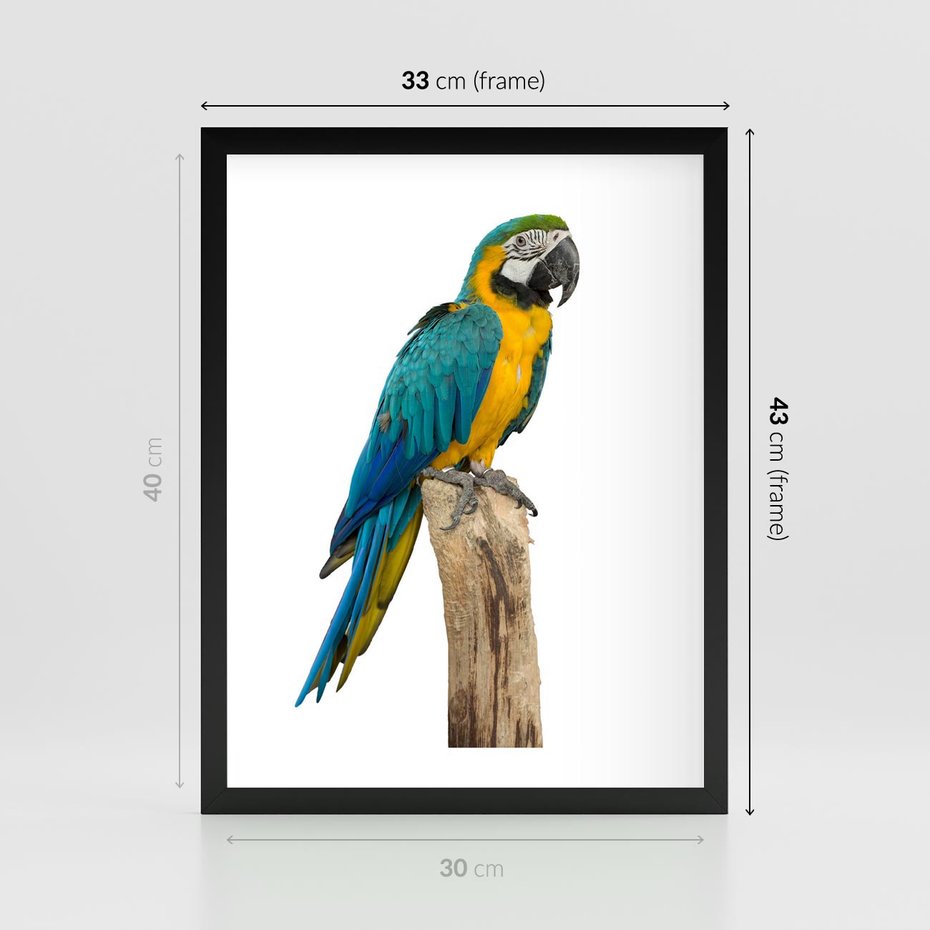 Plakat w ramie 30x40 - Kolorowa papuga w locie - papuga, ptak - rama czarna