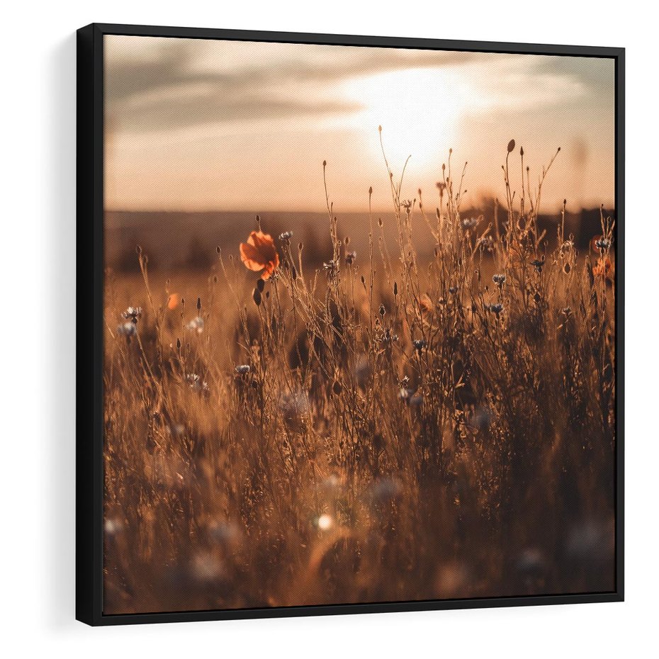 Obraz w ramie 50x50 - Zachwyt zachodem słońca na łące - zachód, słońca - rama czarna