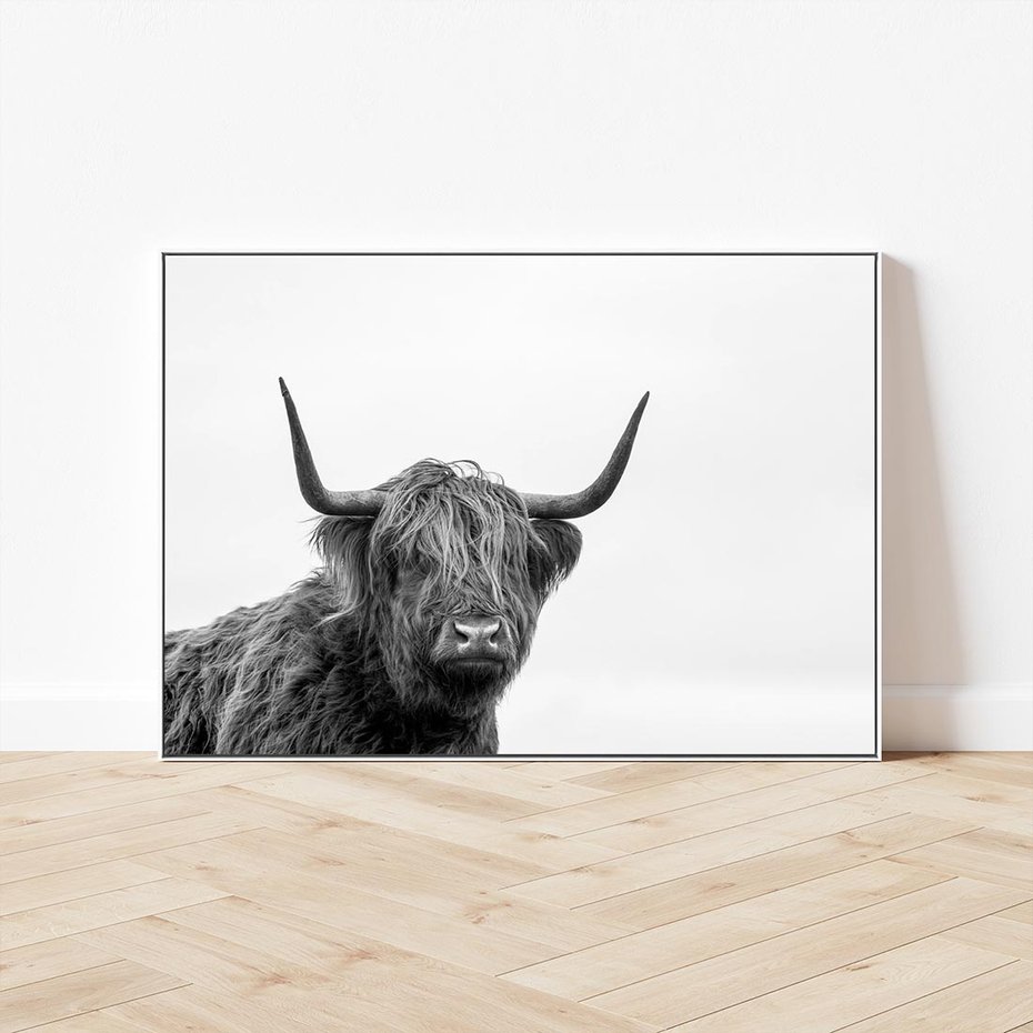 Obraz w ramie 70x50 - Moc i Spokój - amerykańskie bydło, byk - rama biała