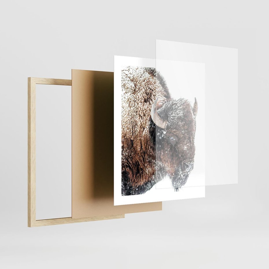 Plakat w ramie 40x50 - Obraz Dzikiej Przyrody w Śnieżnym Otoczeniu - żubr, śnieg - rama drewno