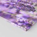 Obraz na płótnie 120x80 - Urok lawendy - lawenda, kwiaty