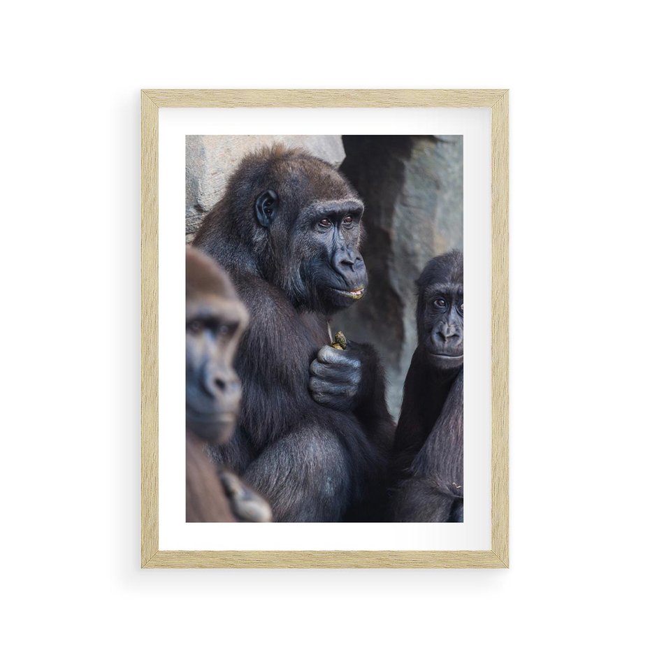 Plakat w ramie 30x40 - Małpy w ich naturalnym środowisku - małpy, szympansy - rama drewno