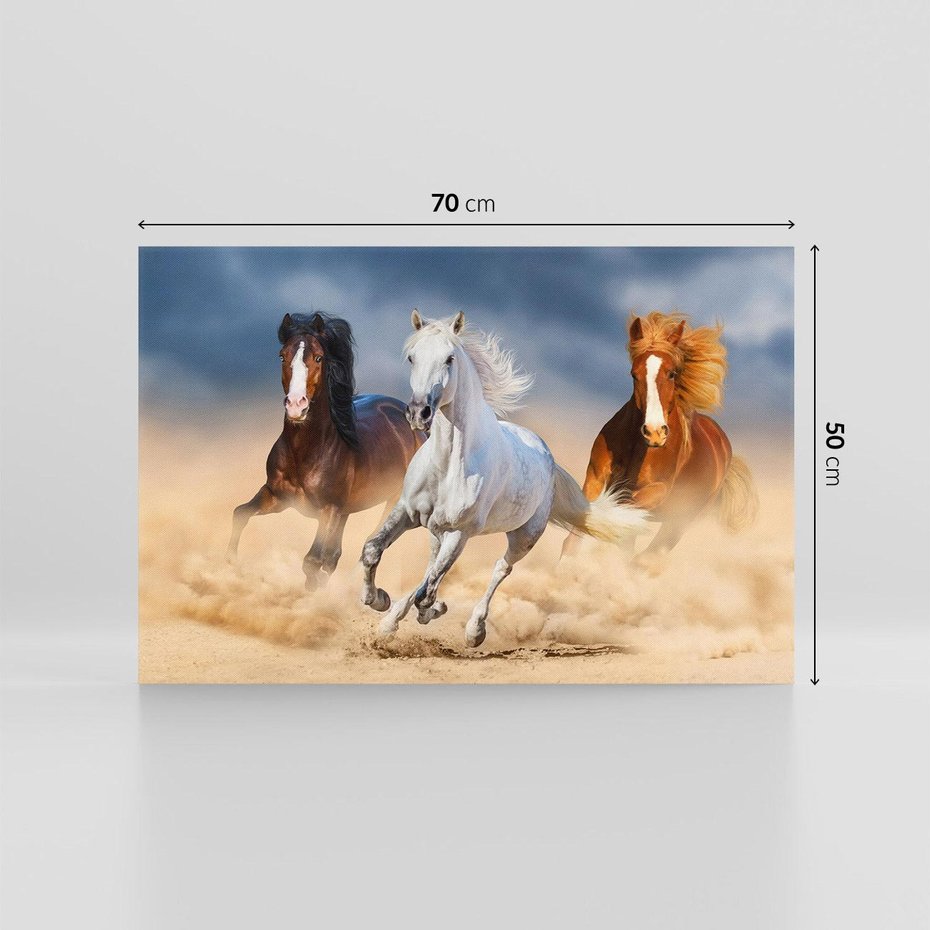 Obraz na płótnie 70x50 - Siła i elegancja - konie, galop
