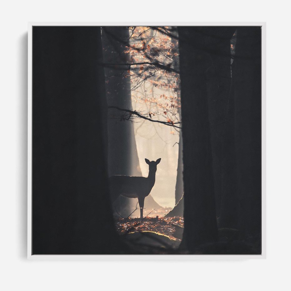 Obraz w ramie 50x50 - Sarnie Skoki - zdjęcie, klimatyczny las - rama biała