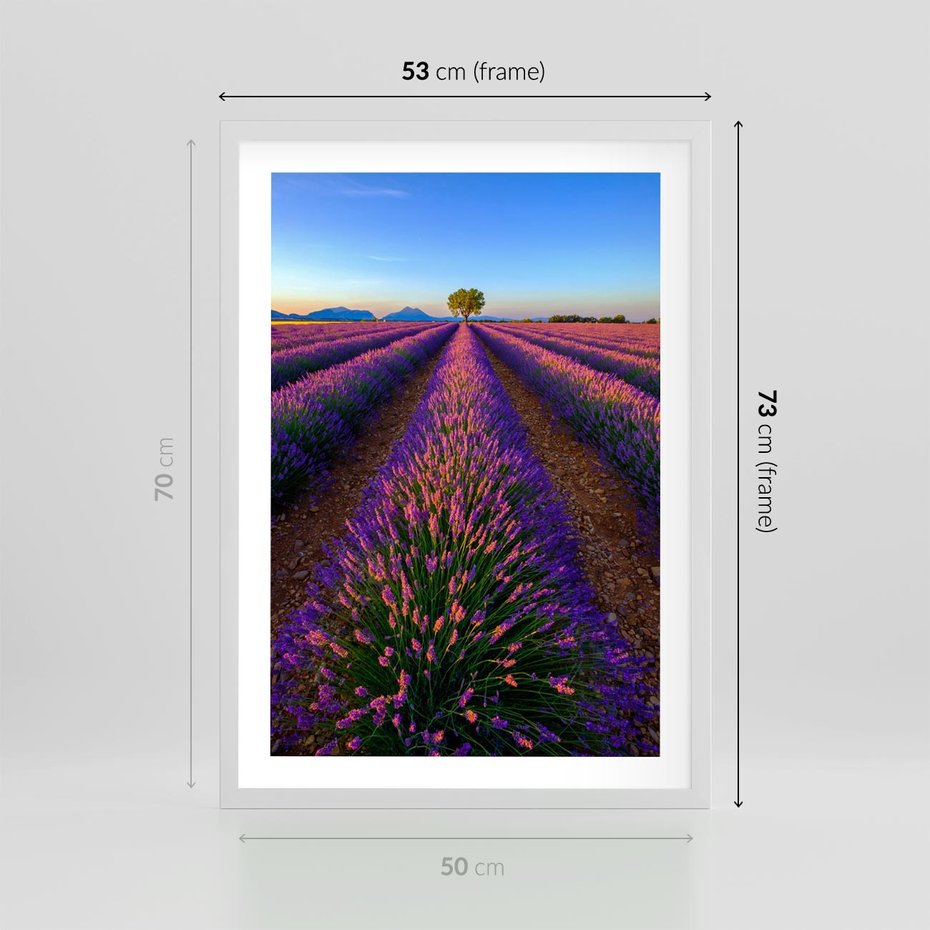 Plakat w ramie 50x70 - Fioletowa Magia - pole, lawendy - rama biała