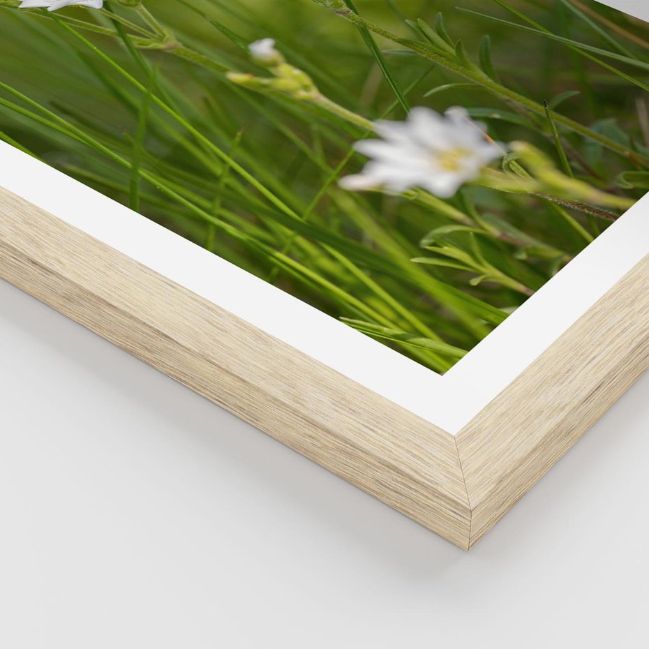 Plakat w ramie 40x50 - Kolorowa łąka - stokrotki, łąka - rama drewno