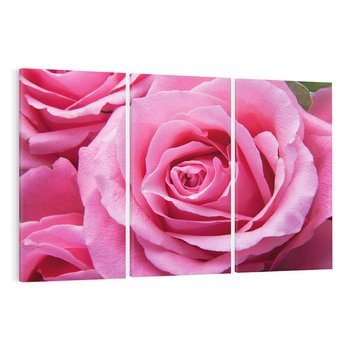 Obraz na płótnie 120x80 - Róża Wspaniałości - róża, kwiat