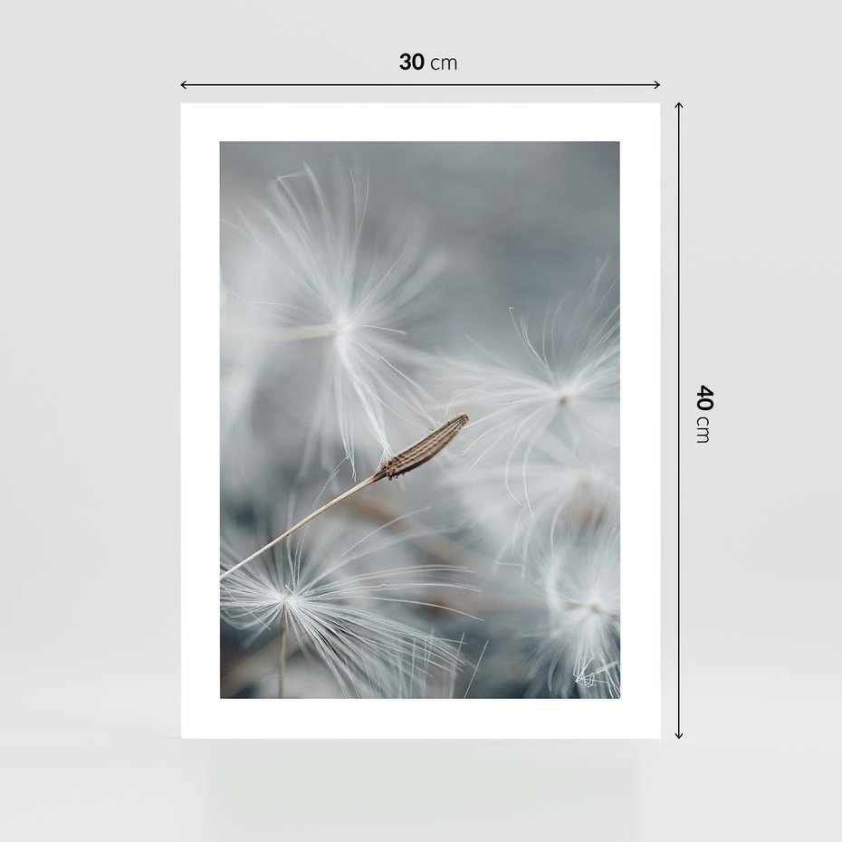 Plakat bez ramy 30x40 - Piękno w Delikatności - dmuchawiec, makro zdjęcie