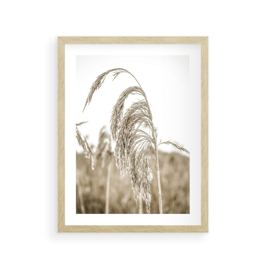Plakat w ramie 30x40 - Ujęcie Suchych Traw - suche trawy, zbliżenie - rama drewno