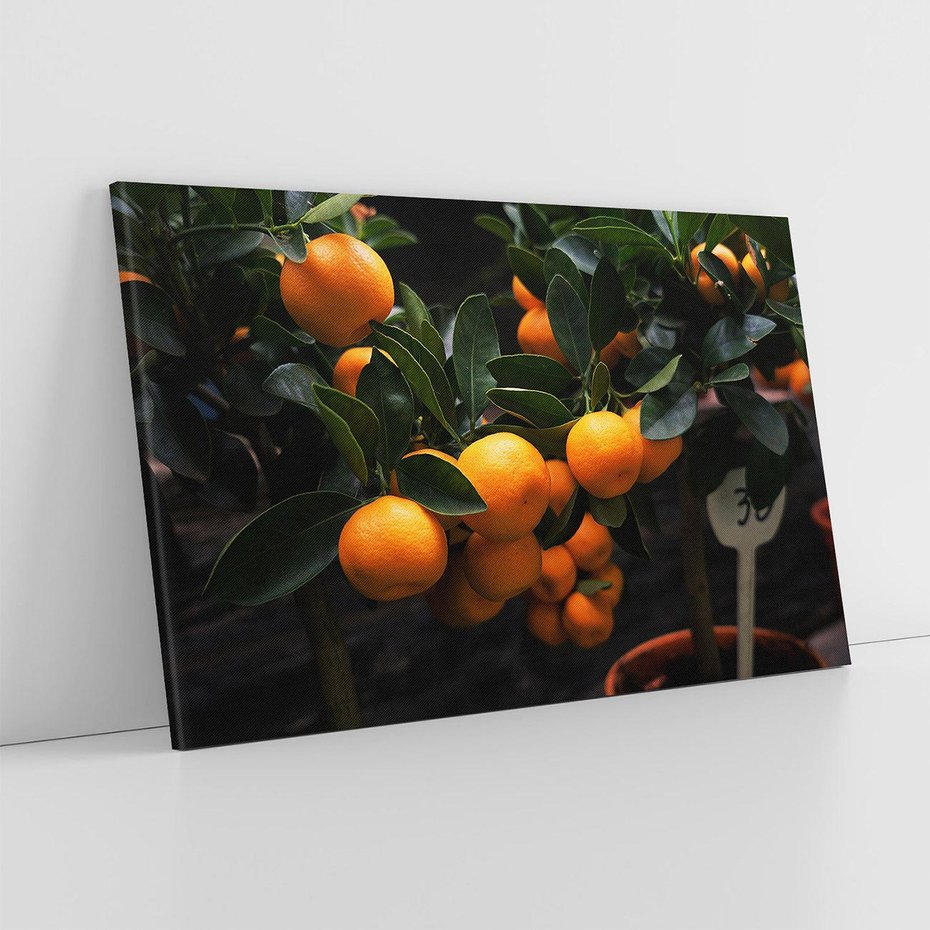 Obraz na płótnie 100x70 - Mandarynki Drzewko Urodzaju - mandarynki, drzewko