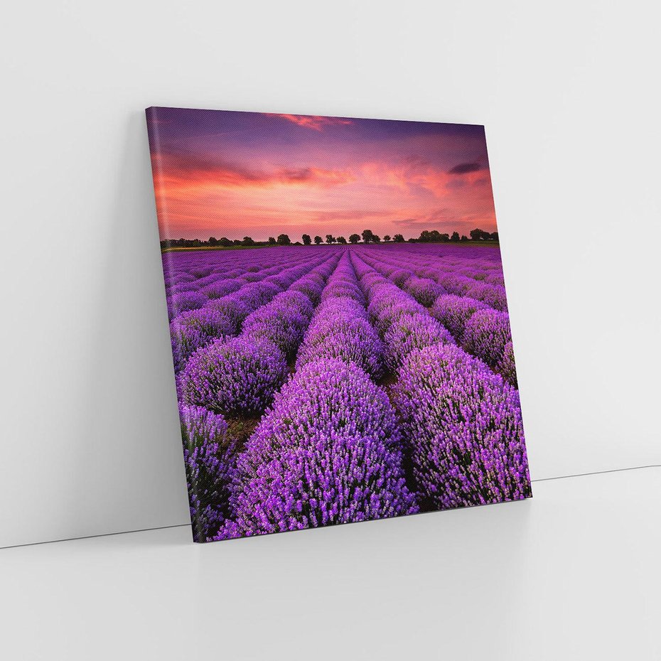 Obraz na płótnie 50x50 - Lawenda: polne zauroczenie - lawenda, kwiaty