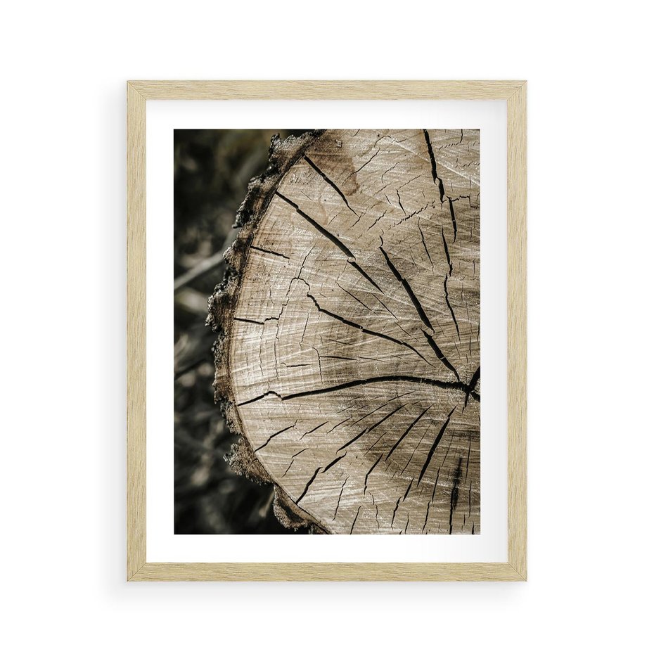Plakat w ramie 40x50 - Wnętrze Natury - pień, przecięty pień - rama drewno
