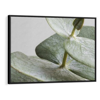 Obraz w ramie 70x50 - Eukaliptusowa zieleń - eukaliptus, zielone - rama czarna