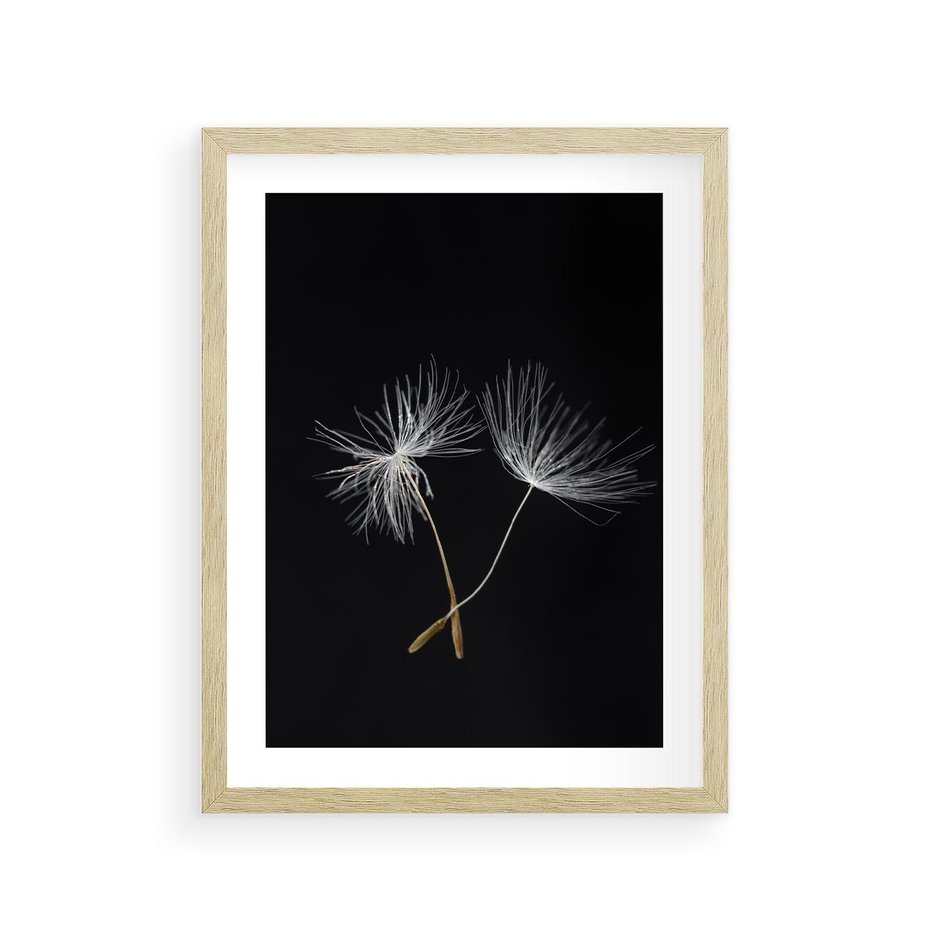 Plakat w ramie 30x40 - Delikatność Wiatru - dmuchawce, makro - rama drewno