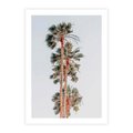 Plakat bez ramy 30x40 - Kształty Palm - palmy, zdjęcie