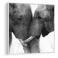 Obraz w ramie 50x50 - Spotkanie Mądrości - fotografia czarno biała, dwa słonie - rama biała