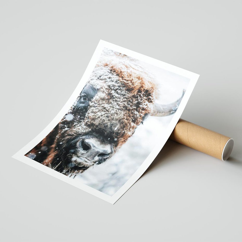 Plakat bez ramy 50x70 - Żubr w Krainie Śniegu - żubr, zima