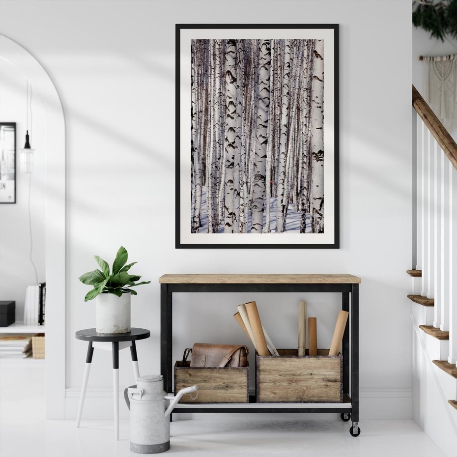 Plakat bez ramy 21x30 - Lśniące Brzozy - brzozy, las