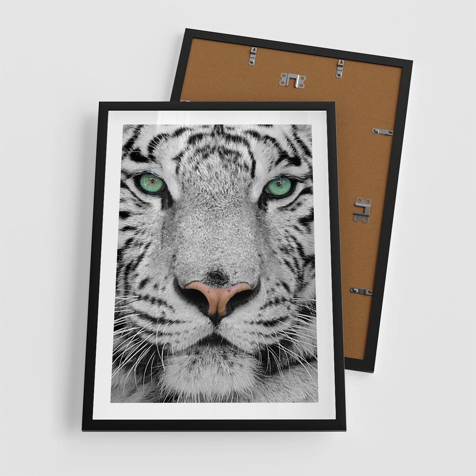 Plakat w ramie 50x70 - Magia Białego Tygrysa - biały, tygrys - rama czarna