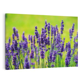 Obraz na płótnie 120x80 - Lawenda w naturze - lawenda, kwiaty