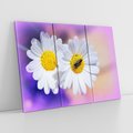 Obraz na płótnie 120x80 - Stokrotki wśród traw urok natury - stokrotki, kwiat