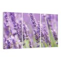 Obraz na płótnie 120x80 - Urok lawendy - lawenda, kwiaty