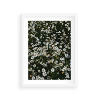 Plakat w ramie 30x40 - Stokrotkowa Idylla na Łące - łąka, stokrotki - rama biała